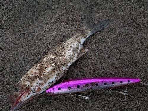 ツバメコノシロの釣果