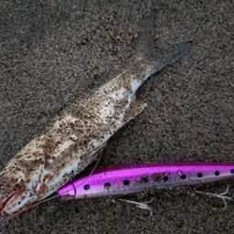 ツバメコノシロ