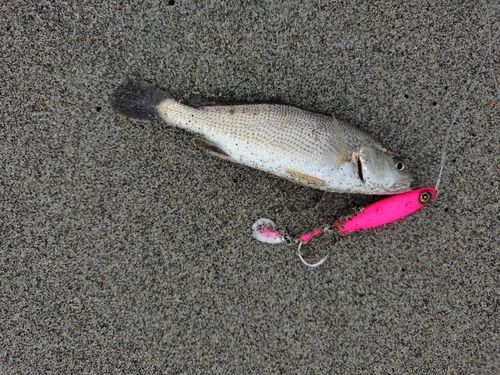 ニベの釣果