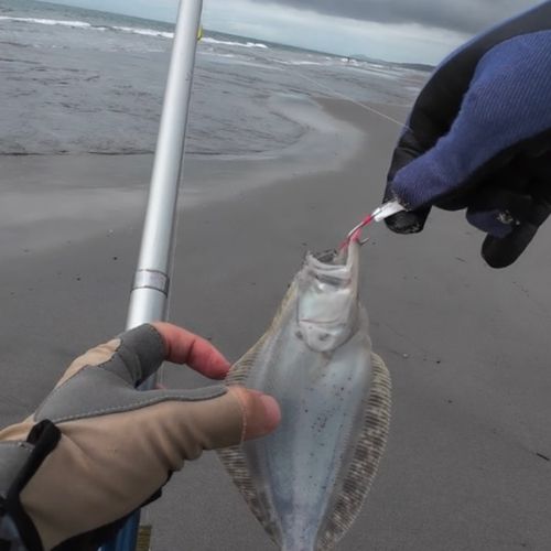 ソゲの釣果