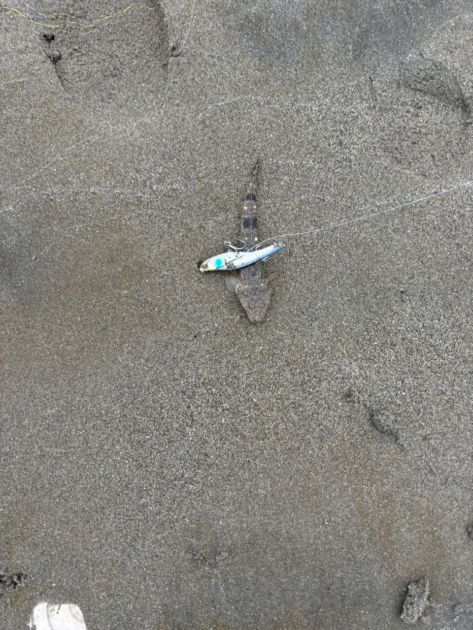 セイゴ（タイリクスズキ）