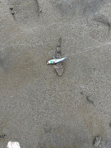 セイゴ（タイリクスズキ）の釣果