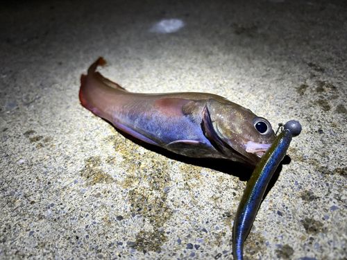ドンコの釣果