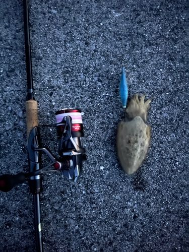コウイカの釣果