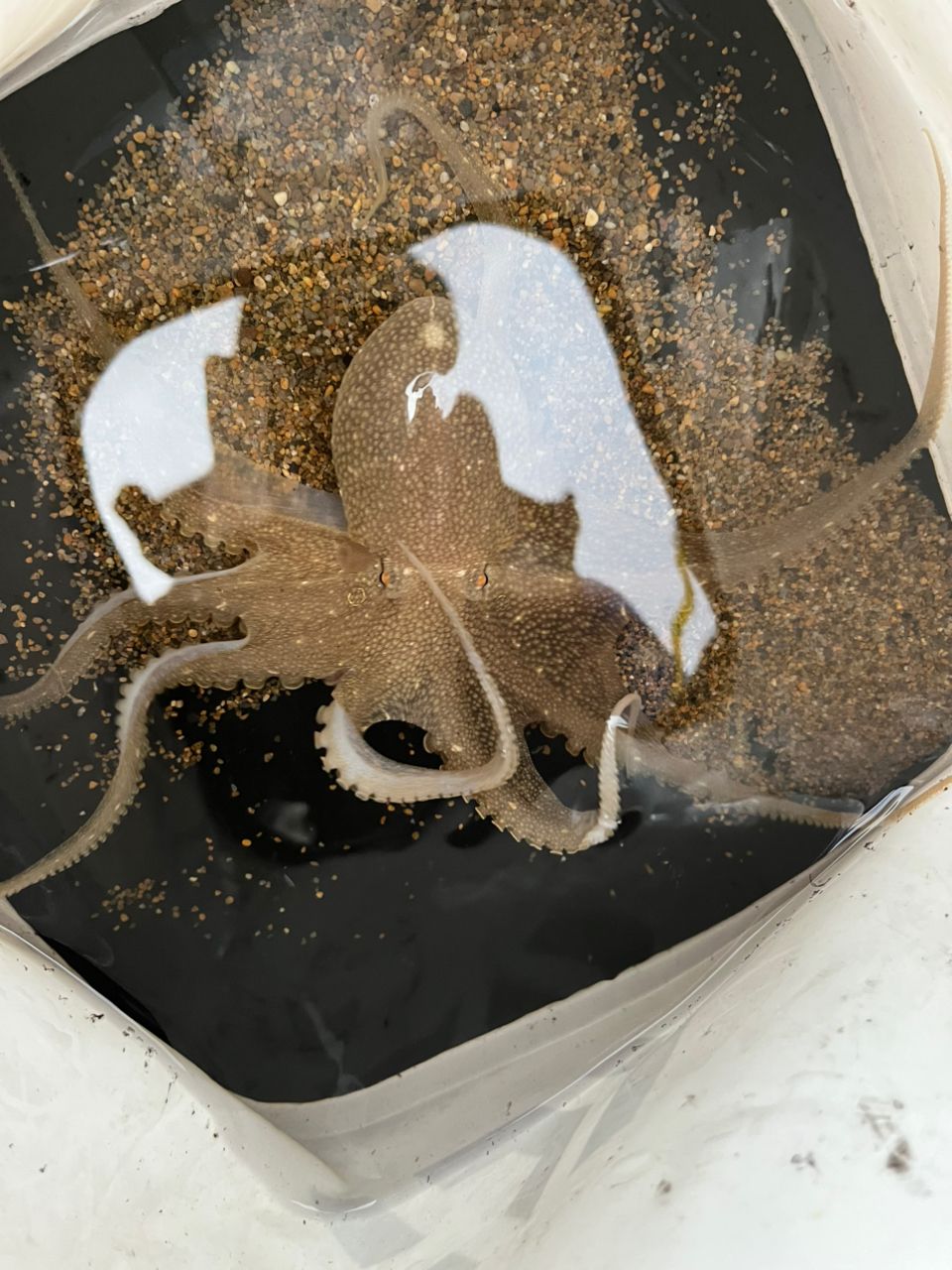 タコ