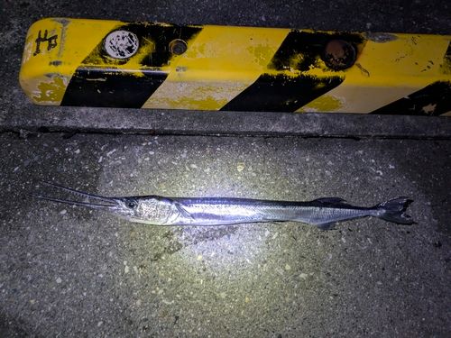 リュウキュウダツの釣果