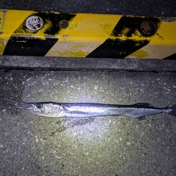 リュウキュウダツ