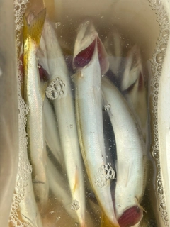 カマスの釣果