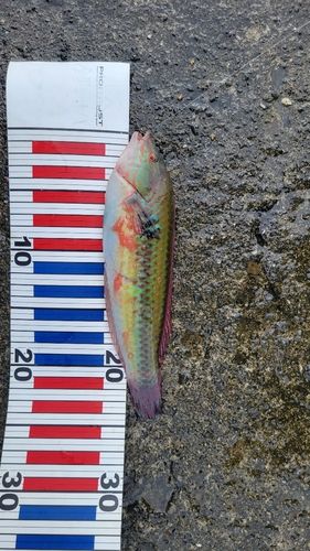 ベラの釣果