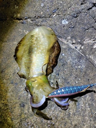 アオリイカの釣果