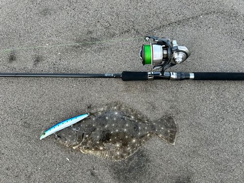 ヒラメの釣果