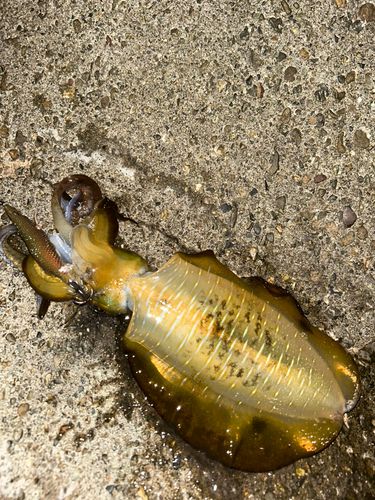 アオリイカの釣果
