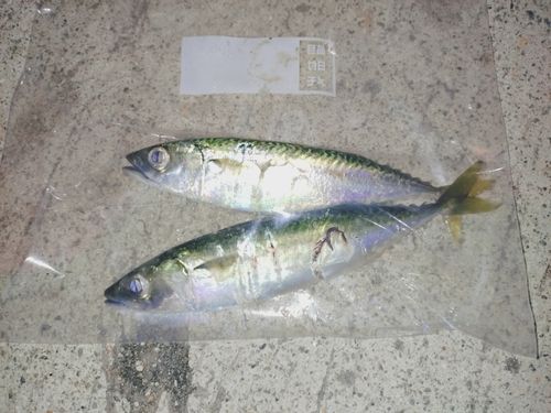 サバの釣果