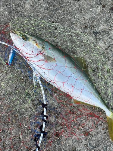 ハマチの釣果