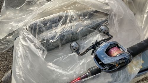 サゴシの釣果