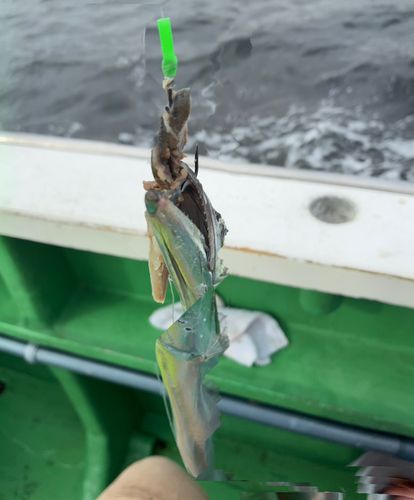 タチウオの釣果
