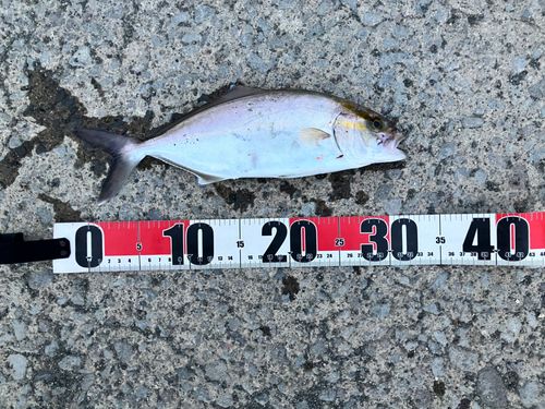 ショゴの釣果