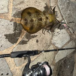 アオリイカ