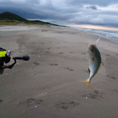 ワカシの釣果