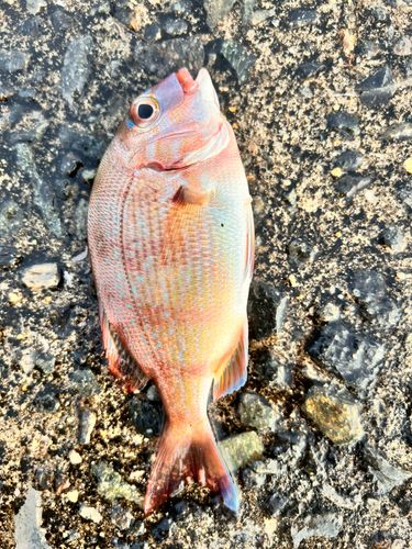 チャリコの釣果