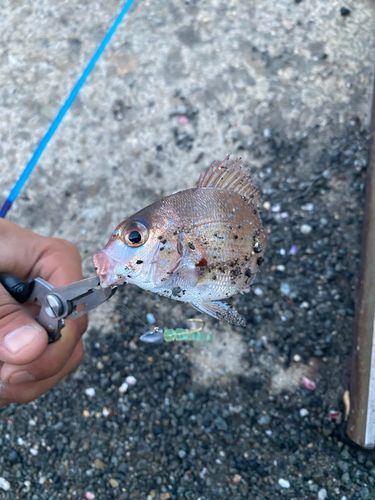 タイの釣果