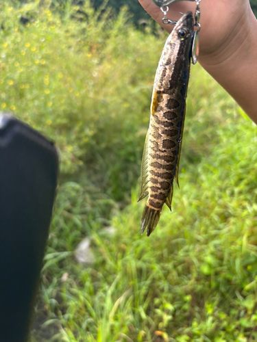 ライギョの釣果