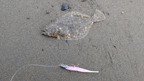 ソゲの釣果