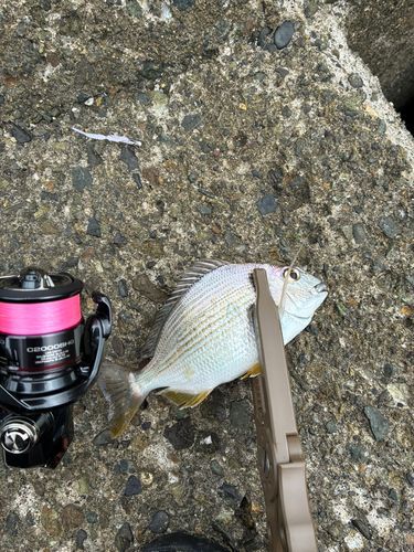 ヘダイの釣果