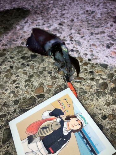 カマスの釣果
