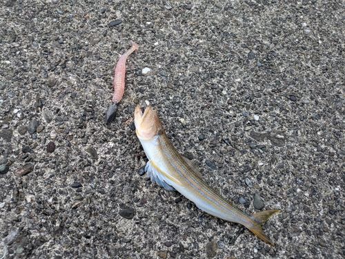 エソの釣果