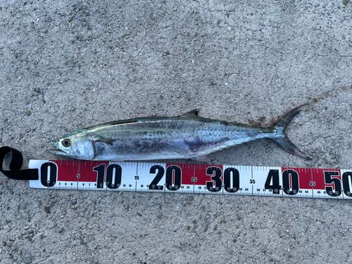 サゴシの釣果