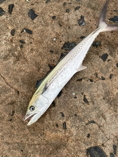 サゴシの釣果