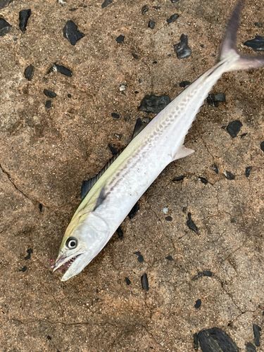 サゴシの釣果