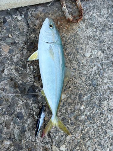 ショゴの釣果