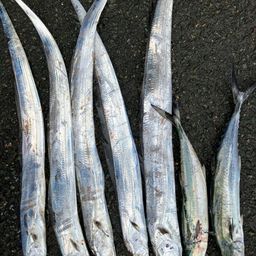 タチウオ