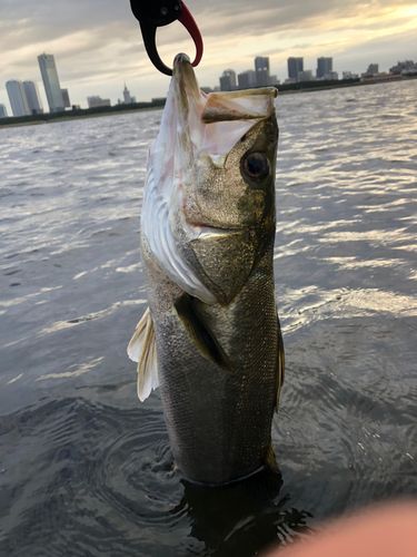 幕張海浜公園