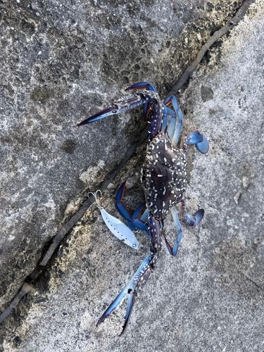 ダツの釣果