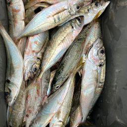 アジ