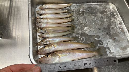 キスの釣果