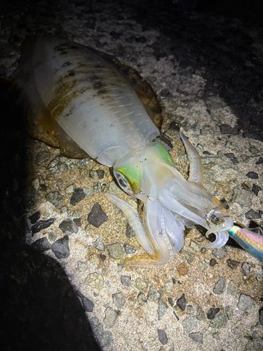 アオリイカの釣果