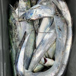 アジ