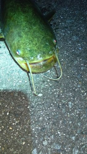 ニホンナマズの釣果