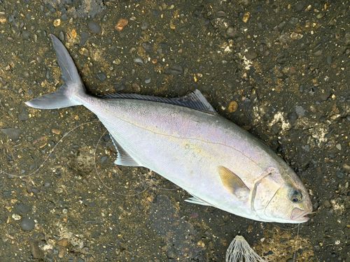 ショゴの釣果