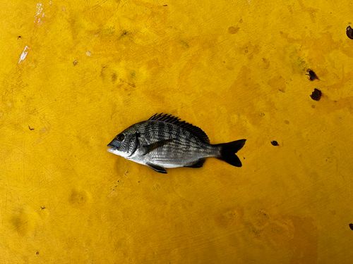 チンチンの釣果