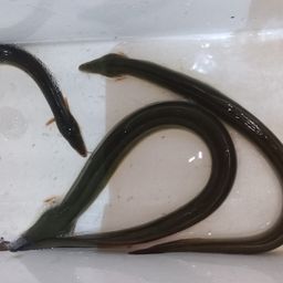 ウナギ