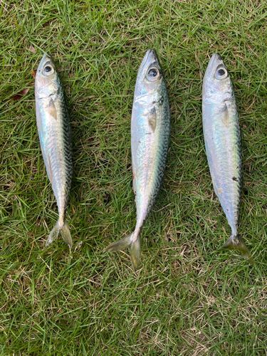 サバの釣果