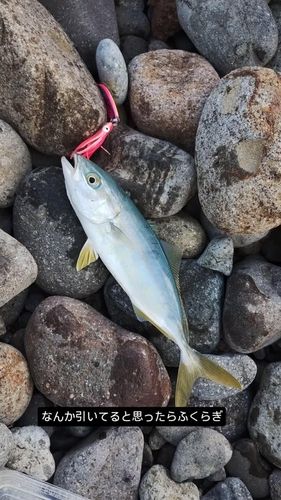 フクラギの釣果