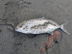 ショゴの釣果