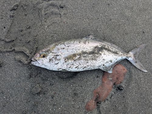 ショゴの釣果