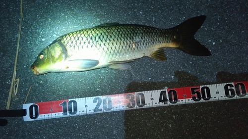 コイの釣果